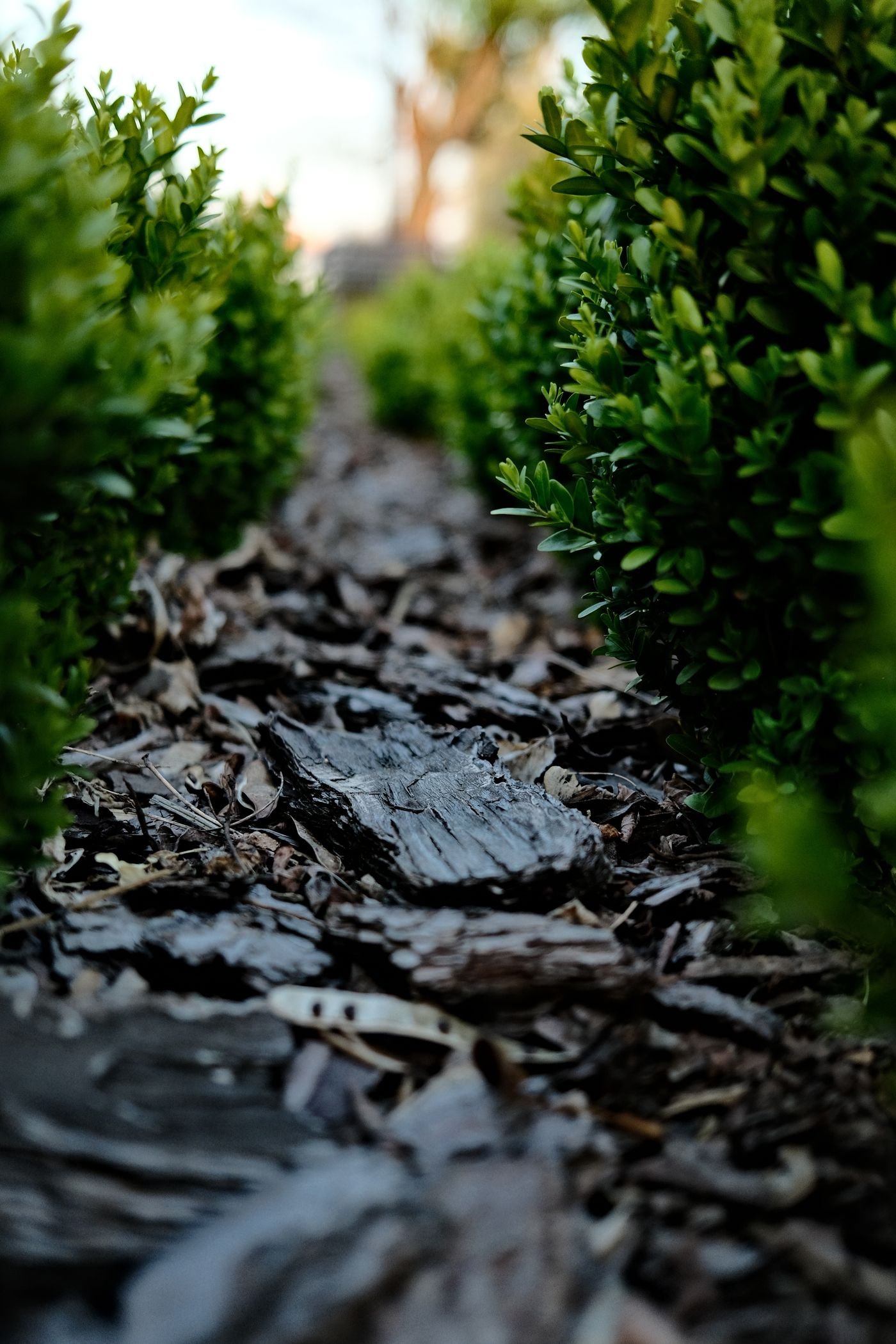 Fresh mulch bed maintenance